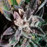 Purple one
