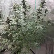 Girlscout cookies