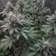 Girlscout cookies