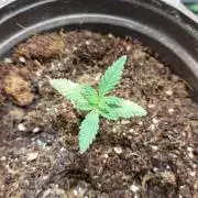 Apple Fritter, second try