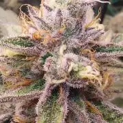 Peach Sherbet OG, last clones)