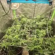 New Grow New luck
