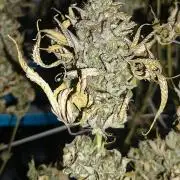 New Grow New luck