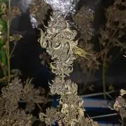 New Grow New luck