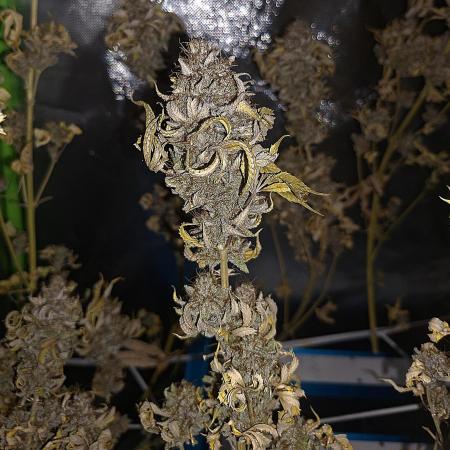 New Grow New luck