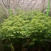 New Grow New luck