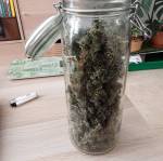 FastBuds Amnesias