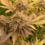 Blackberry moonrocks clone 