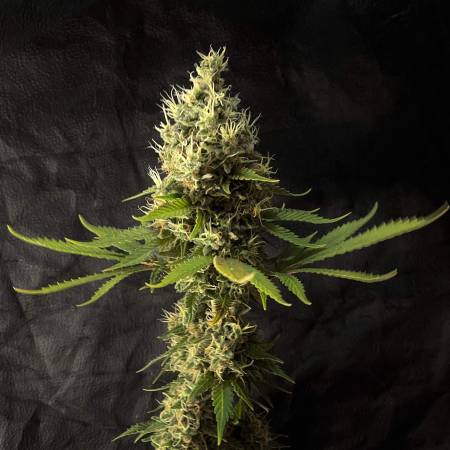 Chocolate haze RQS