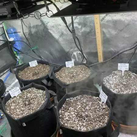 Grow #4 white Widow