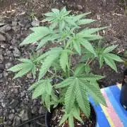 Uprising seed co. RP