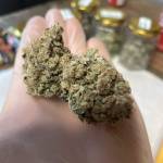 Barneys USA strains 