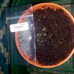 Oganic grow (4 strains) 