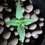 First Grow - Dwarf Low Flyer Auto
