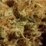Big Bud PHOTO