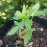 Auto Kush Sun Grown Organic