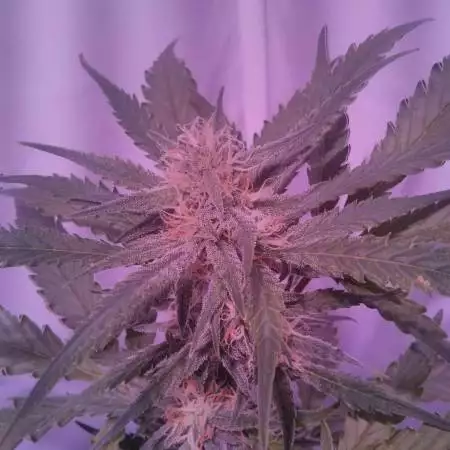 FastBuds Tangie'matic, again