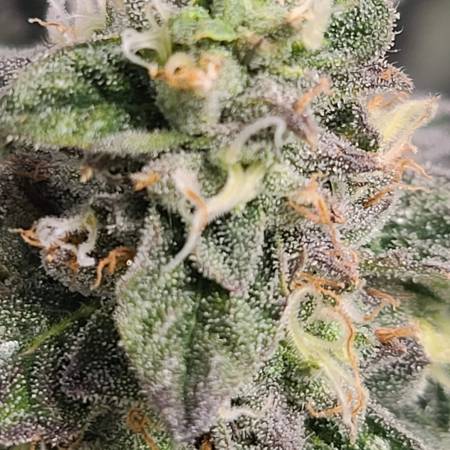 Bruce Banner Fast flower farmerseedlab