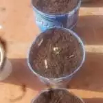 OG Kush outdoors 
