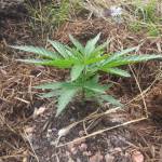 Boax in a Texas Garden