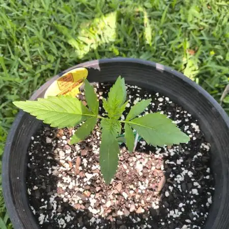 Orange diesel Auto