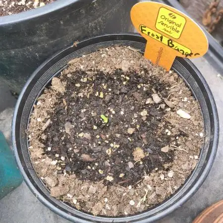 Frostbanger auto