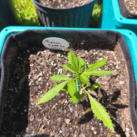 Papaya cookies