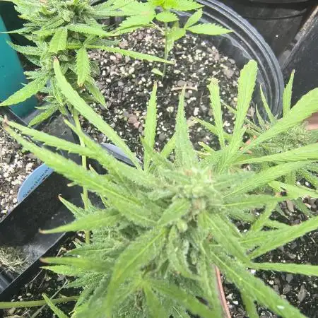 Wedding Panties Auto
