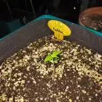 Cotton Berry Rush auto