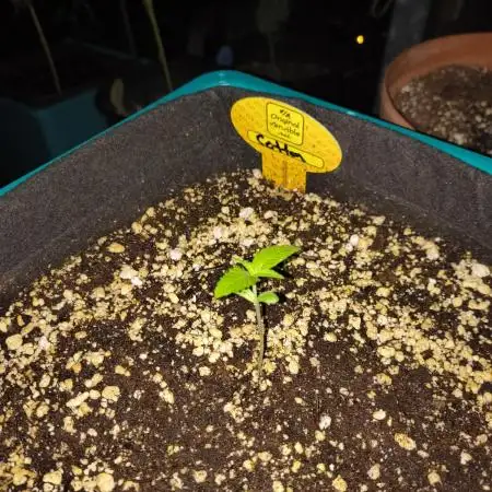 Cotton Berry Rush auto