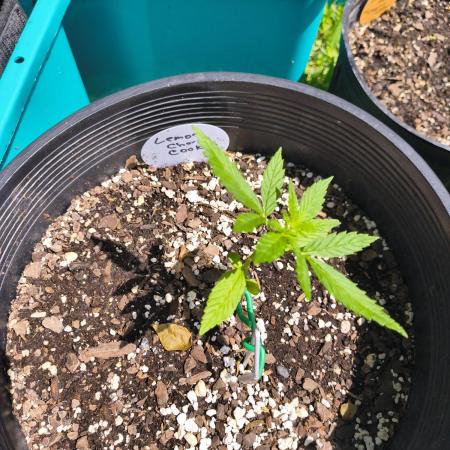 Lemon cherry cookies auto