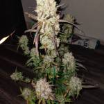 Fastbud Strawberry gorilla#2