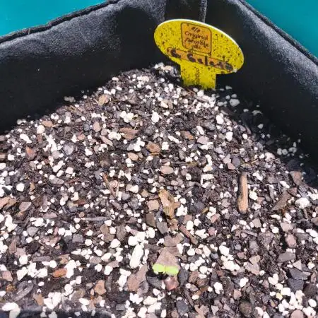 Green Gelato auto