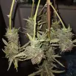Pink Widow auto tester for Fox genetic
