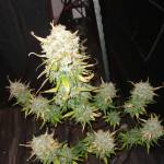 Fastbuds Tropicana cookies auto