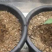 Seedsman Sourdiesel auto