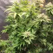 Sourdiesel and Blood moon gelato auto