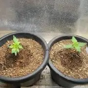 Seedsman Sourdiesel auto