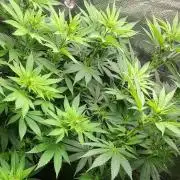 Sourdiesel and Blood moon gelato auto