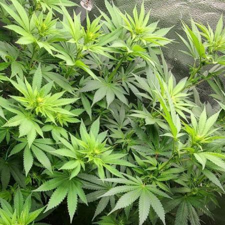 Sourdiesel and Blood moon gelato auto