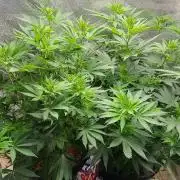 Sourdiesel and Blood moon gelato auto