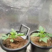 Seedsman Sourdiesel auto