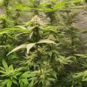 Sourdiesel and Blood moon gelato auto