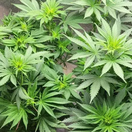 Sourdiesel and Blood moon gelato auto