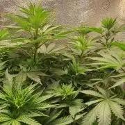 Sourdiesel and Blood moon gelato auto