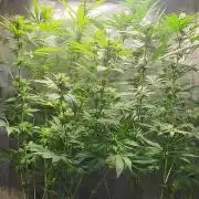 Sourdiesel and Blood moon gelato auto