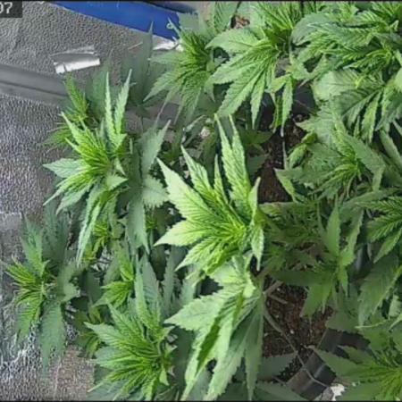 Sourdiesel and Blood moon gelato auto