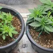 Seedsman Sourdiesel auto
