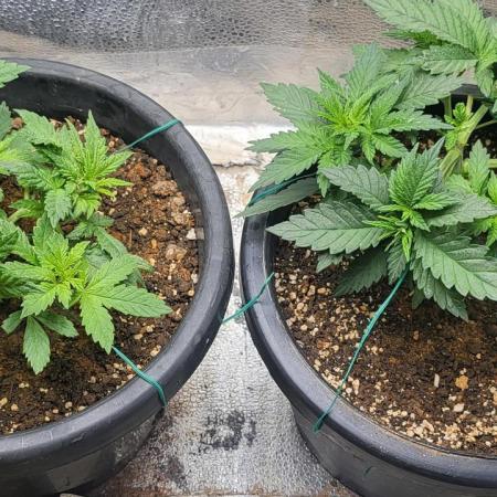 Seedsman Sourdiesel auto