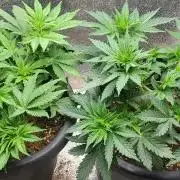 Seedsman Sourdiesel auto